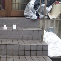 2/5　東京にも雪が降りました。