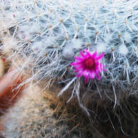 サボテンの花