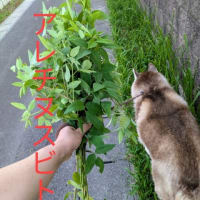 めちゃくちゃヘタなブルーインパルス？