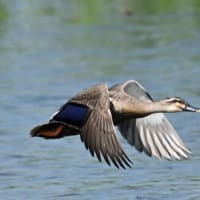 7/10  6月中旬に出会った鳥達