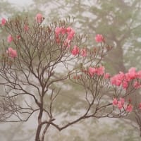 今春の大台ヶ原