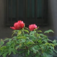 もう四月も半ば。牡丹が咲いた。
