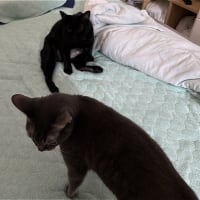 すたこらさっさｗ
