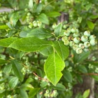 水を得た野菜達