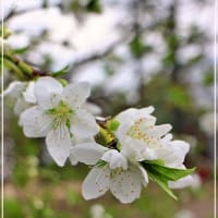 目黒川のさくらと中目黒公園