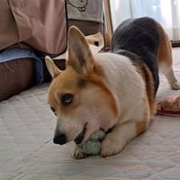 犬はおもちゃで遊ぶのか