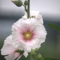 水無月に咲く花