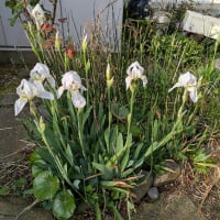 近所 と うちの 花たち　＆　かぼちゃの芽