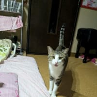 クリンへの想いは尽きなくて・・・309