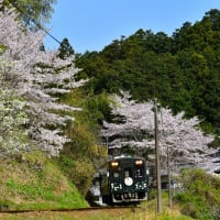 春の里山、桜サミット散歩道。