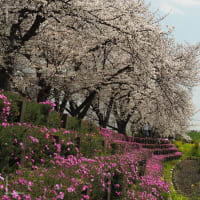 秘密の場所に春が来た♫