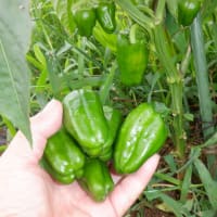 　夕方雷から雨　野菜収穫5種類　ピーマン初収穫