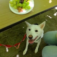 しらたまとブドウ狩り