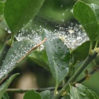 雨がやんで水滴とクモの巣