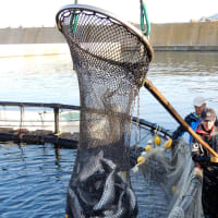 「北海道とまりカブトサーモン」が今シーズン初出荷 漁港で養殖した平均2キロサイズの2,500尾を水揚げ