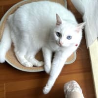 エアコン嫌い