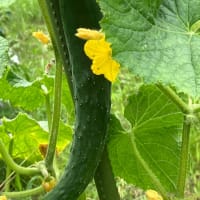 夏野菜あれこれ
