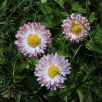 北海道の春から初夏の花、デイジー3-2