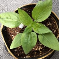21日目