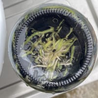 2024エビネ　瓶出し開始