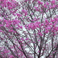 「八分咲き！陽光桜」　いわき　高野花見山にて撮影！