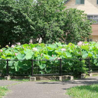 悠久のときを超えて大賀ハス