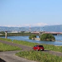 電線上で、えさをやり取りする、親子ツバメの姿、ドキドキ眺め　(　岐阜県美濃地方　)