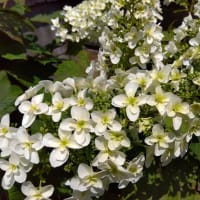 一凛の紫陽花