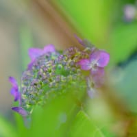 ●我が家の５月の花（16）　イングリッシュラベンダー　ヤマアジサイ・藍姫　紅（クレナイ）　センニチコウ（白）