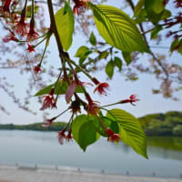 気ノ池、気ノ森の桜 2024