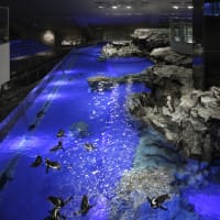 着物ですみだ水族館