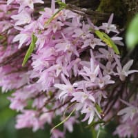 あふれるほどのセッコクの花
