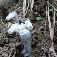 山野草アクシバ(灰汁柴）のお花見です、