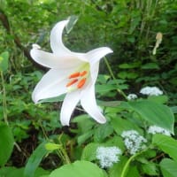 植物クロスワード（４８）『6月に咲く山の花』の答え