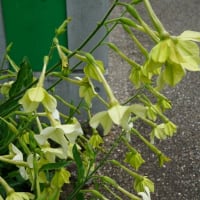 春～秋の花：宿根煙草
