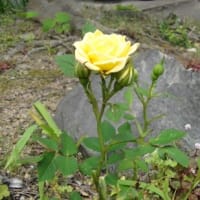バラが咲いた