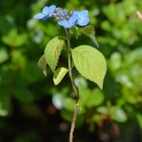 鉢植えのヤマアジサイ　a、天の川