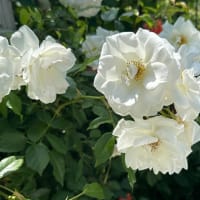 『ベルサイユのバラ』とNIKI Garden Terraceのバラ