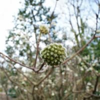 カンツバキの花、ミツマタの蕾、メジロ（赤塚植物園 2022.1.15撮影）