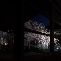 慶福寺の将軍桜、ライトアップ