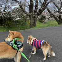 お花見散歩