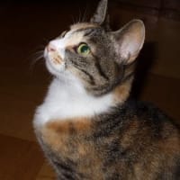 大好きだった新聞・段ボール箱の懐かしい想い出