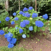 紫陽花ドライブ💠