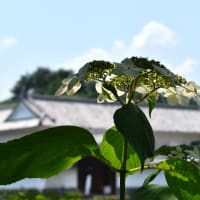 城下町のあじさい。
