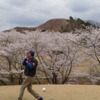 桜咲く ゴルフ場
