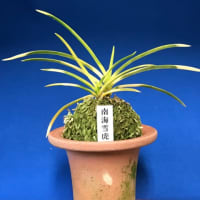 南海雪虎」のブログ記事一覧-奥深い富貴蘭