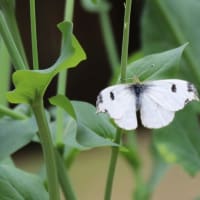 春の妖精ツマキチョウ