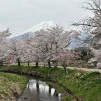 お宮橋（新名庄川の桜並木）