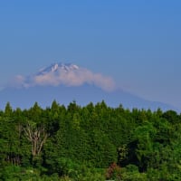 11/Jun   朝の富士山とユリとサンコウチョウとオオルリ