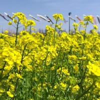 秋田大潟村の桜・菜の花ロード　